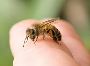 bee sting to enlarge the penis
