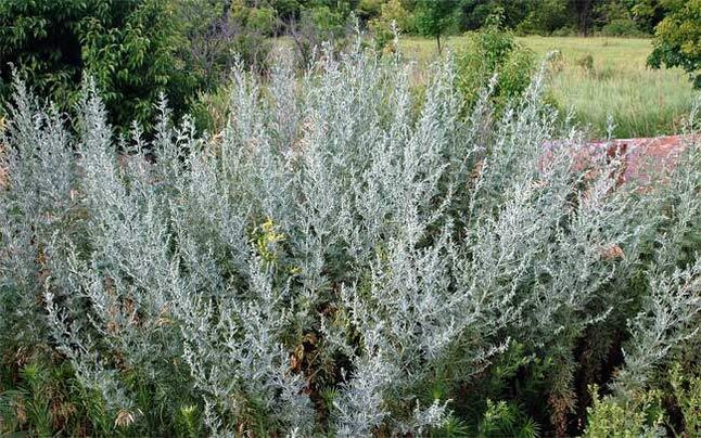 Wormwood decoction helps to enlarge the penis.